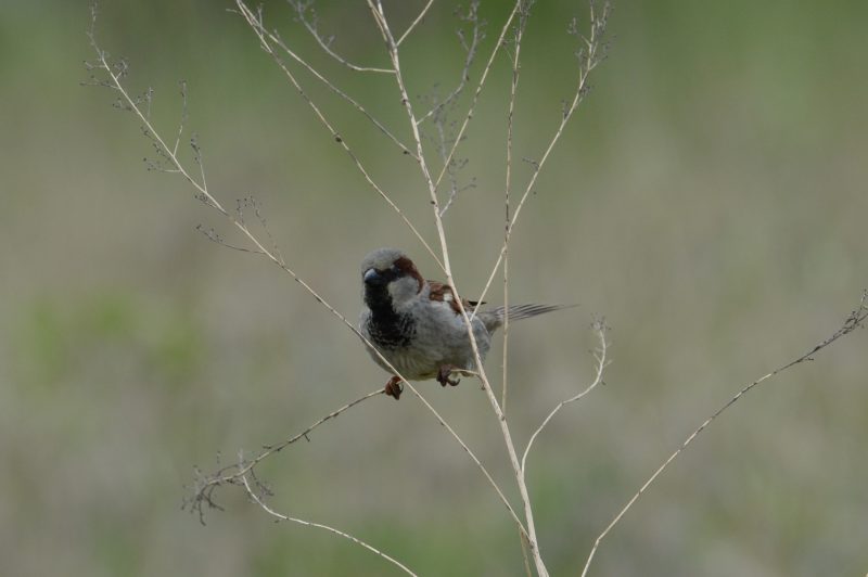 Moineau domestique mâle
